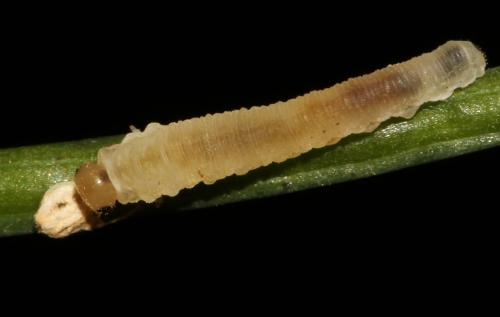 Réf. 298 566 : Macrophya ribis